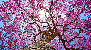Pink tree, resolution, Vibrant colors, Stunning ry HD wallpaper