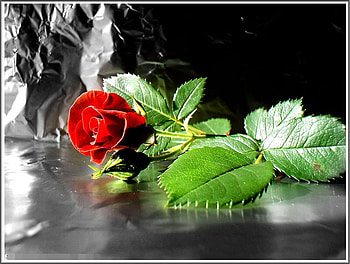 Happy Women's Day!, graphy, women day, popular, ladies, beautiful, respect, beauty, rose, abstract, love, green, red, flowers, , 8 march HD wallpaper