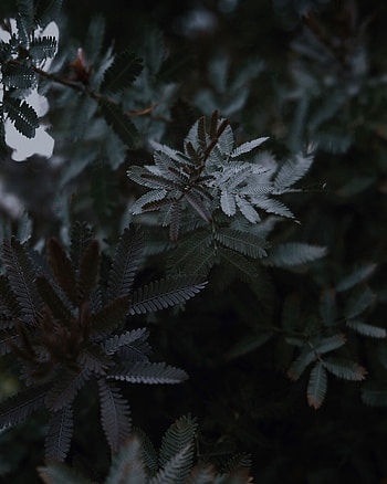 Leaves, Plant, Macro, Wood, Tree, Close-Up, Branches HD phone wallpaper
