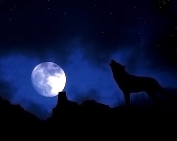 Wolf moon night nature, night, moon, sky, nature, wolf HD wallpaper