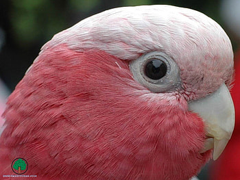 adi, birds, animals HD wallpaper