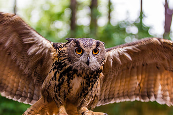 Animals, Owl, Bird, Predator, Wings, Wave, Sweep HD wallpaper