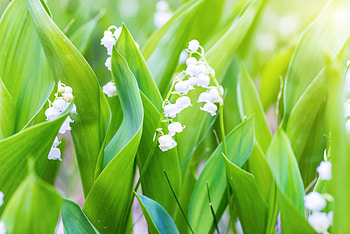 Celebrate May Day, Lily products, Spring celebration, Nature HD wallpaper