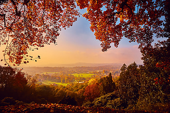 Autumn Forest, Park, Autumn, Forest, Trees, Leaves HD wallpaper