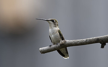 Animals, Humming-Birds, Bird, Branch, Stick HD wallpaper