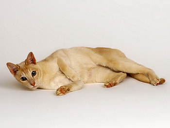 Animals, Light, Cat, To Lie Down, Lie, Light Coloured, Redhead HD wallpaper