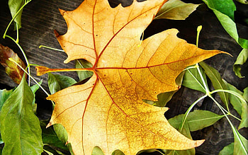 Plants, Background, Autumn, Leaves HD wallpaper