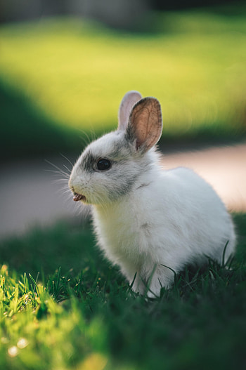 Funny, Animals, Protruding Tongue, Tongue Stuck Out, Rabbit, Hare HD phone wallpaper