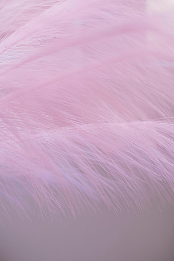 Violet, Feather, Macro, Purple, Pen, Fluff, Fuzz HD phone wallpaper