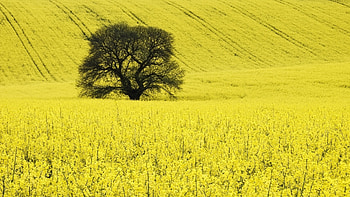 Landscape, Trees, Fields HD wallpaper