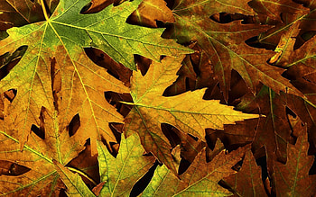 Nature, Leaves, Dry, Maple HD wallpaper
