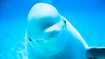 Spend time, Beluga Whales, Nature's beauty, Aquatic wonder HD wallpaper