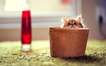 Animals, Sit, Fluffy, Kitty, Kitten, Kid, Tot, Basket, Greased, Smeared HD wallpaper