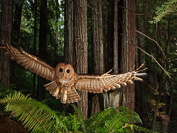 Animals, Owl HD wallpaper