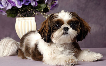 Shih tzu (it looks like my Jenny), sweet, animal, dog, puppy, flower, shih tzu HD wallpaper
