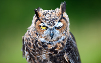 ;), winks, owl, bird, bufnita, funny, pasari HD wallpaper