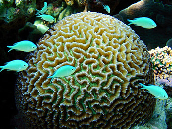 Blue Green Damselfish, blue, fish, coral, green HD wallpaper