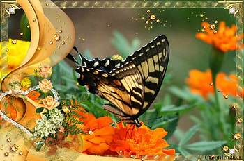 BUTTERFLY ON FLOWER, FLOWERS, BUTTERFLY, FRAMED HD wallpaper