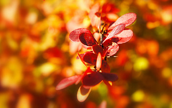 Background, Autumn, Leaves, Plant, Macro HD wallpaper