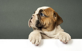 Bulldog, Cute puppy dog , Expert HD wallpaper