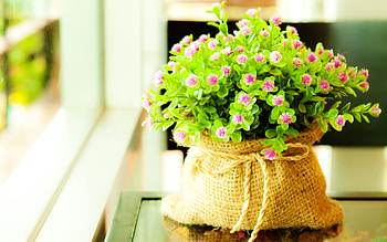 Plants, Flowers HD wallpaper