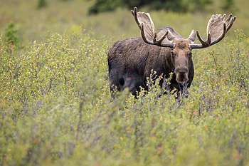 Alaskan moose, Untamed wilderness, Majestic creatures, Scenic landscapes HD wallpaper