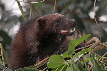 Gulo gulo, Wolverine, Animal planet, Animals beautiful HD wallpaper