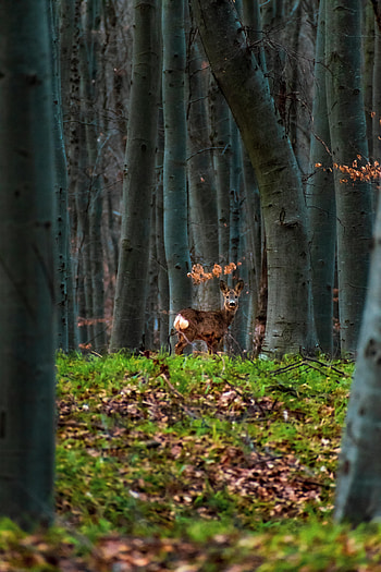 Animals, Trees, Forest, Animal, Deer HD phone wallpaper