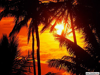 A Maui Sunset, hawaii, maui, sun, palm trees, sunset HD wallpaper