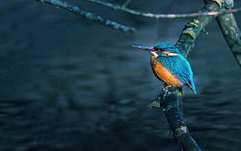 and mobile backgrounds, Vibrant kingfishers, Birds HD wallpaper