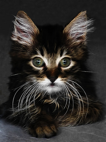 Digital art, adorable kitten, cat HD phone wallpaper