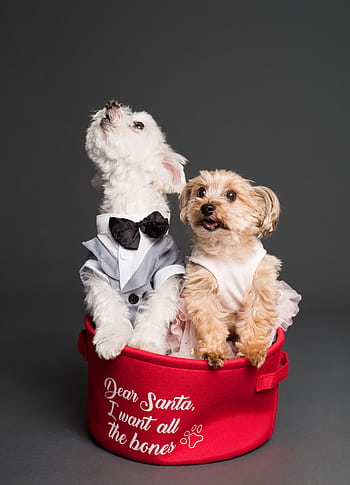Adorable puppies dressed in festive attire sitting in a Santa-themed red basket. HD phone wallpaper