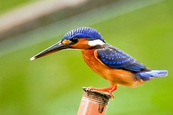 Cute Bird, cute, beautiful, bird HD wallpaper
