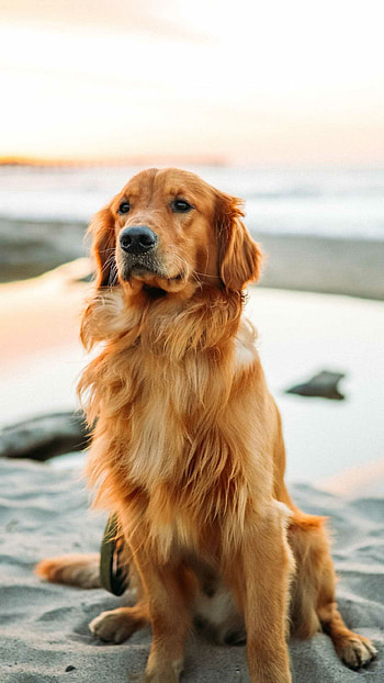 Golden Retriever HD phone wallpaper