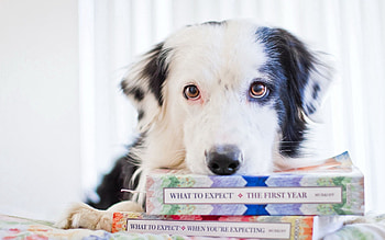 Animals, Books, Dog, Sight, Opinion HD wallpaper