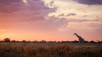 Maasai Mara, Game reserve safari, Kenya African safari, Wildlife adventure HD wallpaper