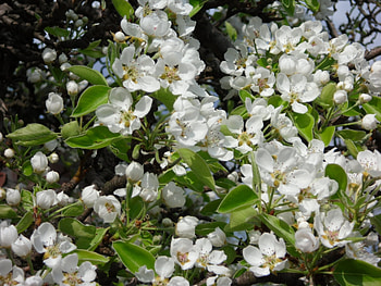 Plants, Flowers HD wallpaper