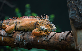 Iguana on a tree log, Animal HD wallpaper