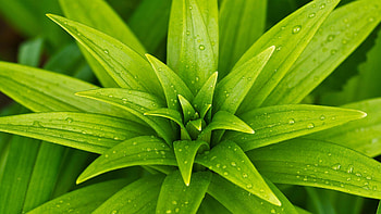 Green Leaves Plant Bushes Rain Water Drops graphy graphy HD wallpaper
