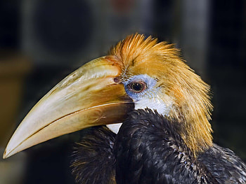 Bad Hair Day, animal, parrokett, bird, hair HD wallpaper