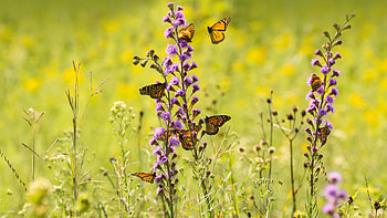 Monarch butterflies feeding from wildflowers, monarch butterfly, Animal, butterfly HD wallpaper