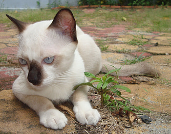 White and black Burmese Cat, Albino furry, Adorable cat HD wallpaper