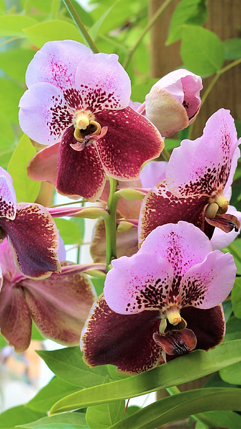 Vanda Orchid, Brown Purple HD phone wallpaper