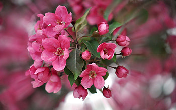 Flowers, Pink, Plant, Petals, Color HD wallpaper
