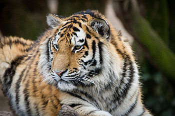 Animals, Muzzle, Predator, Big Cat, Sight, Opinion, Tiger HD wallpaper
