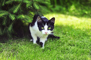Animals, Grass, Cat, Fir, Spruce, Hunt, Hunting, Climb HD wallpaper
