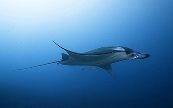 Animals, Sea, Underwater World, Swim, To Swim, Stingray, Sea Stingray HD wallpaper