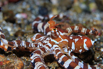 Diving destinations, Eight octopus species, Unique marine encounters, Aquatic adventure HD wallpaper