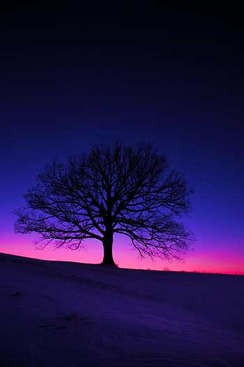 Twilight, Dark, Silhouette, Wood, Tree, Field, Dusk HD phone wallpaper