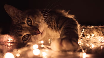 Cute kitten playing with warm glowing string lights indoors, creating a cozy atmosphere. HD wallpaper